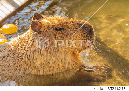 カピバラの写真素材