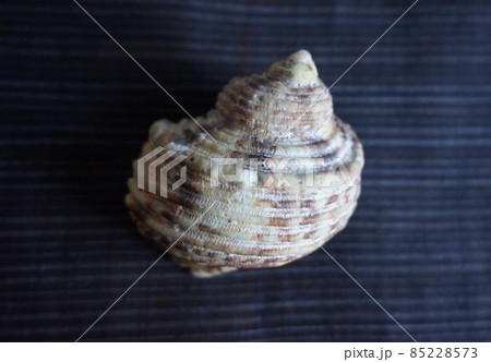 貝殻 貝 南の島 模様の写真素材