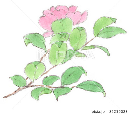 山茶花のイラスト素材
