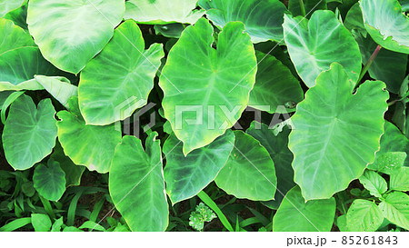 タロイモ 葉の写真素材