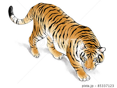 虎插圖素材