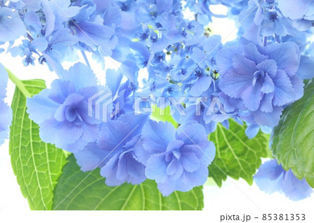 アジサイおはようの写真素材