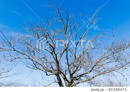 枯れ木 木 冬 さくらの写真素材 - PIXTA 枯れ木 木 冬 さくらの写真素材 - PIXTA