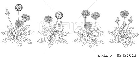 タンポポ 花 モノクロ 白黒の写真素材
