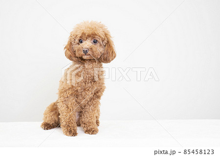 犬 トイプードル 座る おすわりの写真素材 - PIXTA