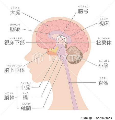 小脳 大脳 脳 解剖図のイラスト素材