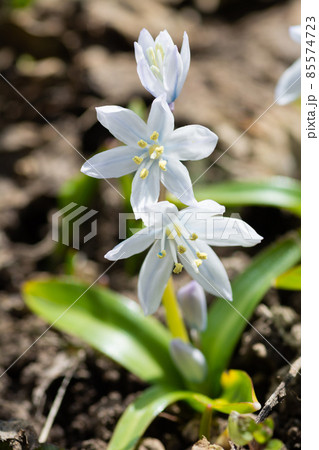シラー 花 白 植物の写真素材