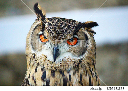 ワシミミズクの羽根？　23枚　最終セット 2025年最新】ワシミミズク 羽の人気アイテム - メルカリ