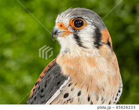 アメリカチョウゲンボウ 猛禽類 鳥 アメリカの写真素材