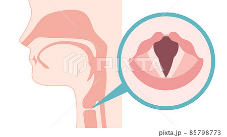 声帯の写真素材