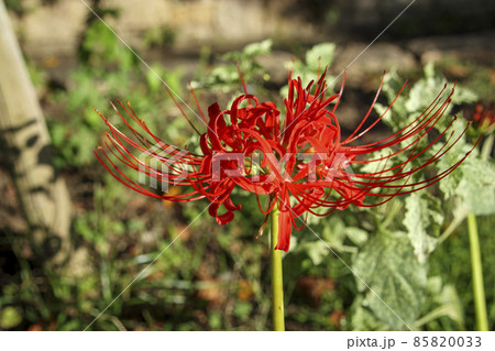 彼岸花 花 植物 毒々しいの写真素材