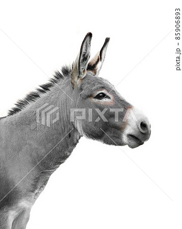 ラバ 動物の写真素材