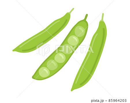 えんどう豆のイラスト素材
