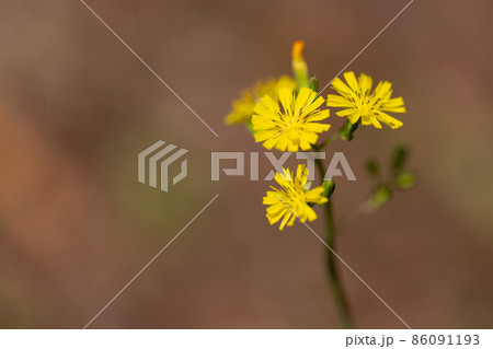キク目キク科タンポポ属の写真素材