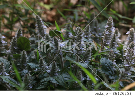 十二単 ジュウニヒトエ 花 植物の写真素材