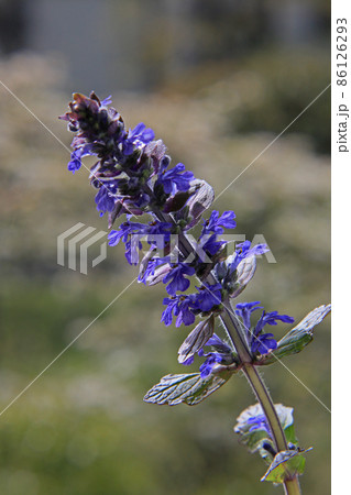 十二単 ジュウニヒトエ 花 植物の写真素材