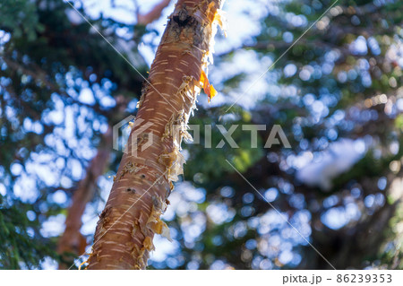 岳樺 ダケカンバ 樹皮 幹の写真素材