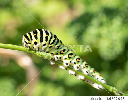 芋虫の写真素材 芋虫の写真素材