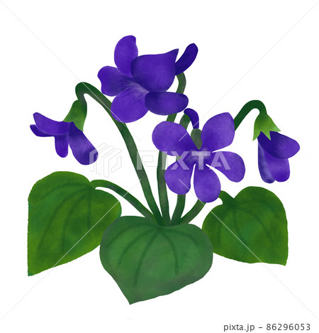 Violets Illustrations