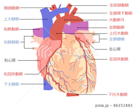 心臓解剖図のイラスト素材