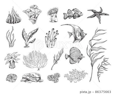 金魚 イラスト 白黒のイラスト素材