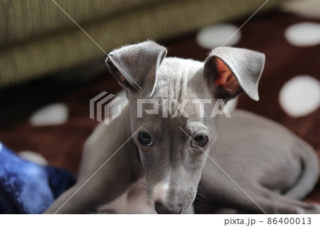 サイトハウンド犬種の写真素材