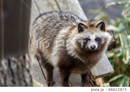 たぬきページ ホンドタヌキ タヌキの写真素材 - PIXTA