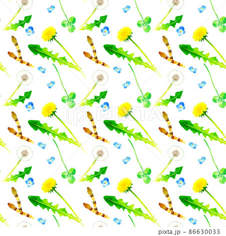 オオイヌノフグリの花のイラスト素材 - PIXTA