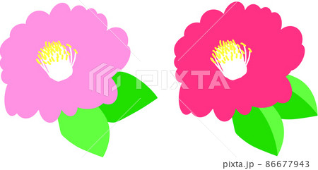 山茶花 花 生け垣 ピンク色のイラスト素材