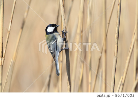 白黒の小鳥の写真素材