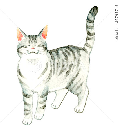 野良猫のイラスト素材