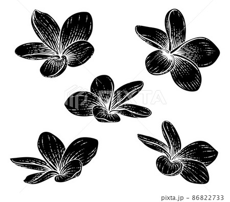 ハイビスカスの花 ベクター 木版画 ビンテージのイラスト素材