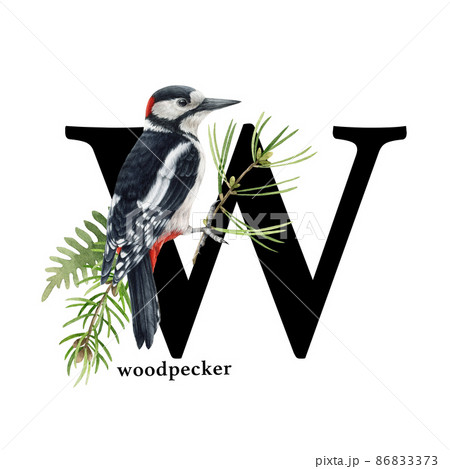 キツツキ ステキ いいね 偉いのイラスト素材