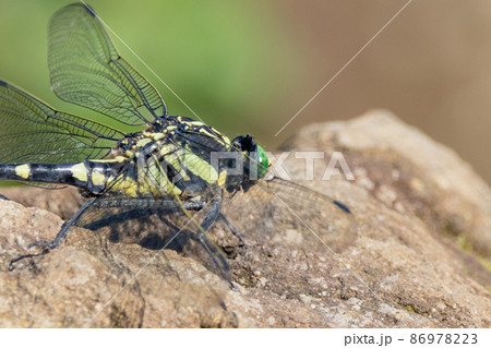鬼やんまの写真素材