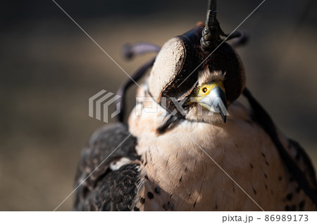 ハヤブサ 自然 鳥 かっこいいの写真素材