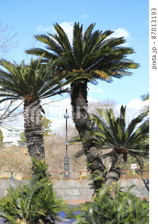 蘇鉄 植物 花 鉄樹の写真素材