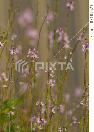 ゴマノハグサ科 雑草の写真素材 ゴマノハグサ科 雑草の写真素材