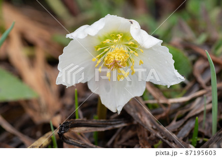 クリスマスローズ 壁紙 背景 下向きの写真素材 クリスマスローズ 壁紙 背景 下向きの写真素材