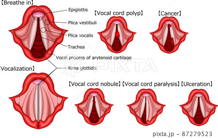 声帯の写真素材