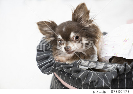 犬 チワワ チョコタン 室内の写真素材