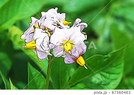 じゃがいもの花のイラスト素材