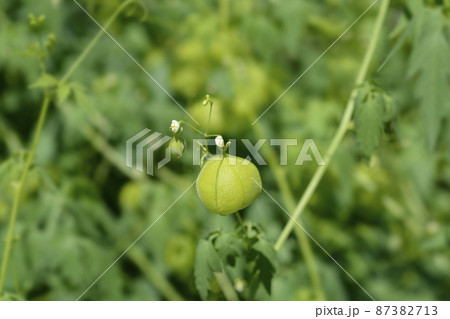 ほおずき 種 植物 実の写真素材