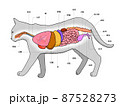 メス猫の解剖図線なしのイラスト素材 [87528255] - PIXTA