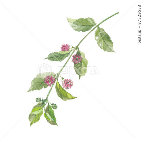 アカネ 花のイラスト素材