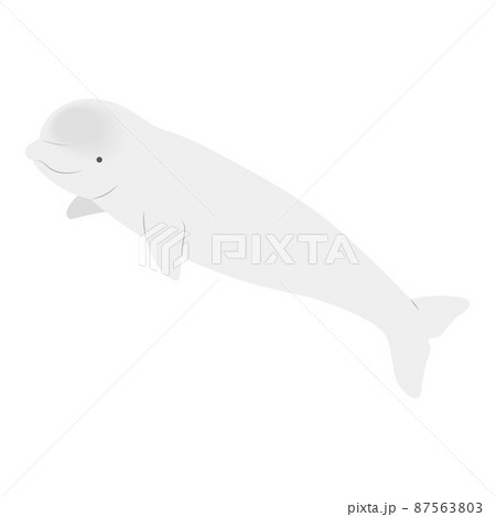 Beluga Photos