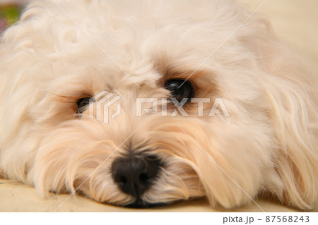 マルプーの写真素材