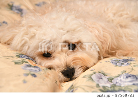 マルプーの写真素材