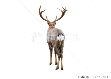 鹿 動物 後姿 シカの写真素材