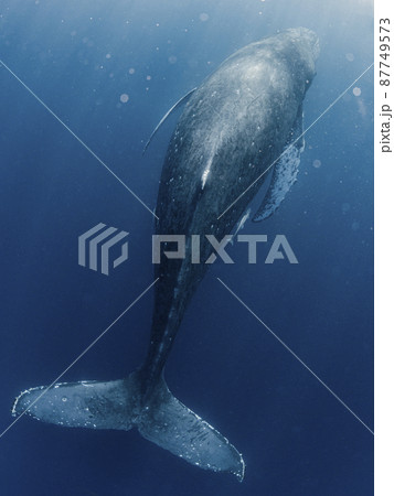 子クジラの写真素材