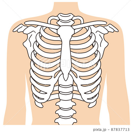 肋骨骨折の写真素材